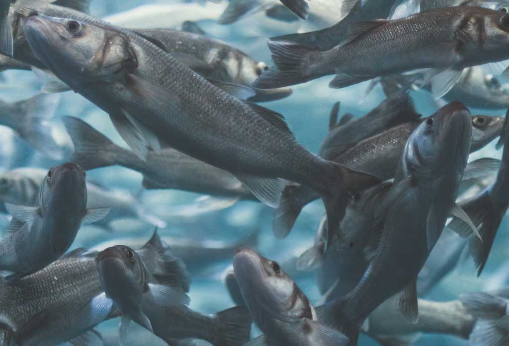DeZoos Seabass tank lubina